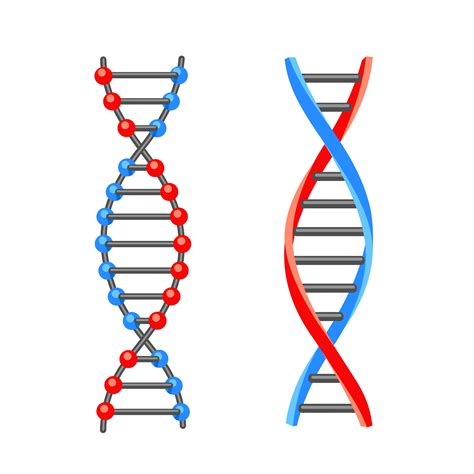 Free Dna Vector Art .